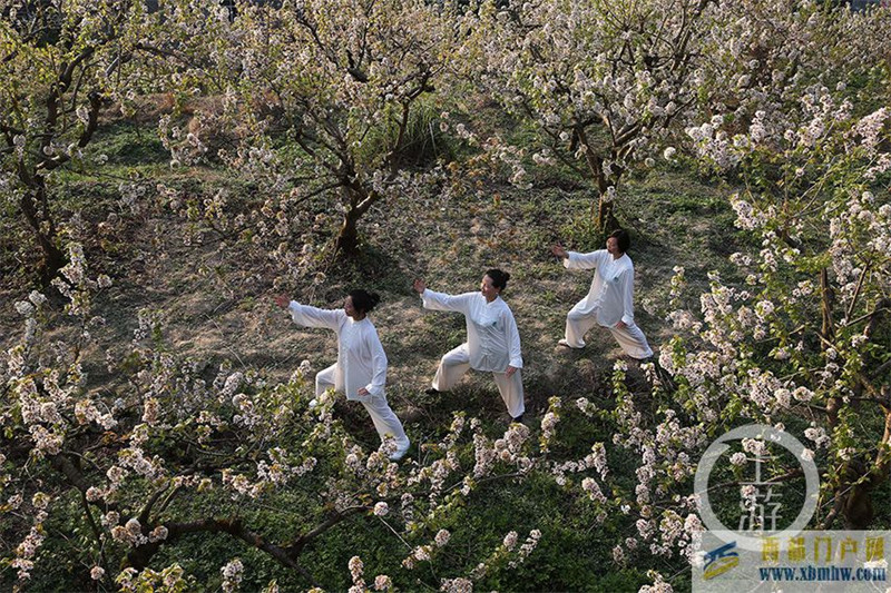 重慶黔江：“拳”動櫻桃花(圖1)