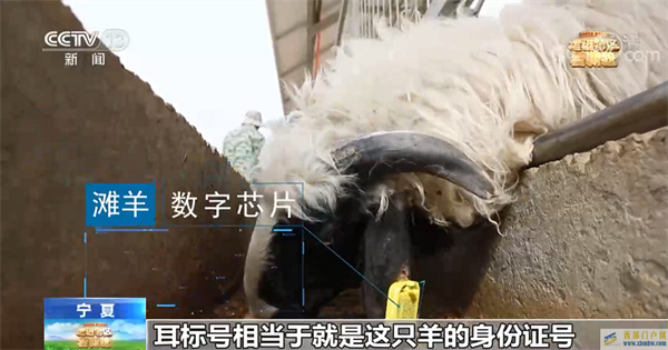 【走進老區(qū)看新貌】寧夏鹽池：科技賦能小羊撬動大產業(yè)(圖1)