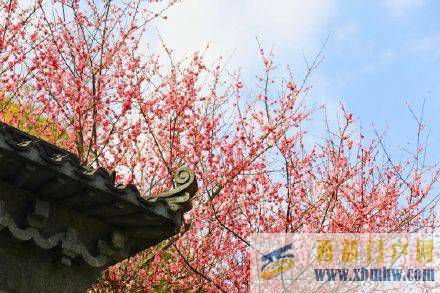 渝北開啟賞花模式(圖1)