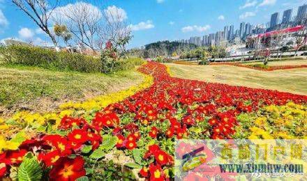 渝北開啟賞花模式(圖4)