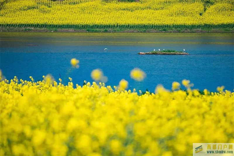 穿越油菜花海漫步春意內江(圖1)