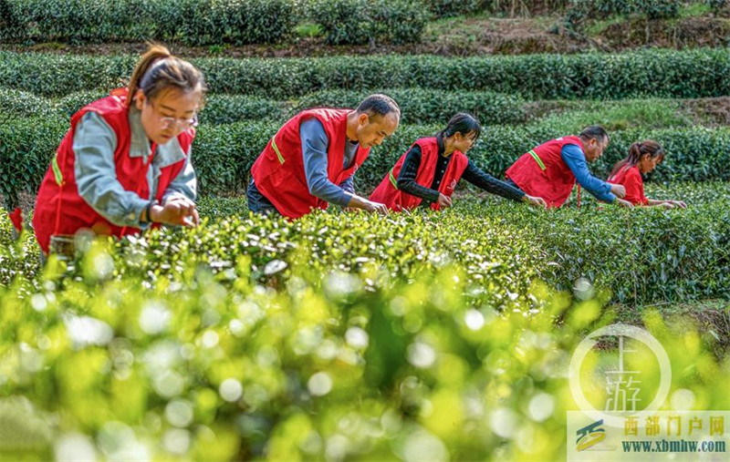 重慶南川：茶園來了“幫幫客”(圖1)