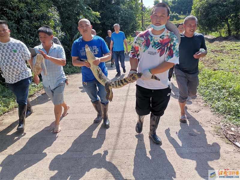 宜賓6條失蹤鱷魚全找回：最遠的僅出逃五六百米最后落網的一條嘴巴仍被捆(圖1)