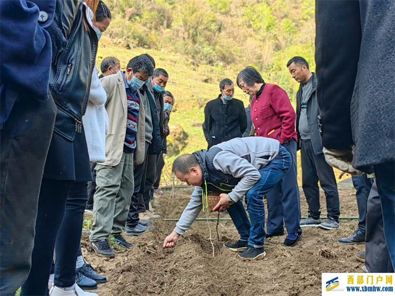 “玉米套大豆十種九不漏”——陜西安康農業生產采訪見聞(圖1)