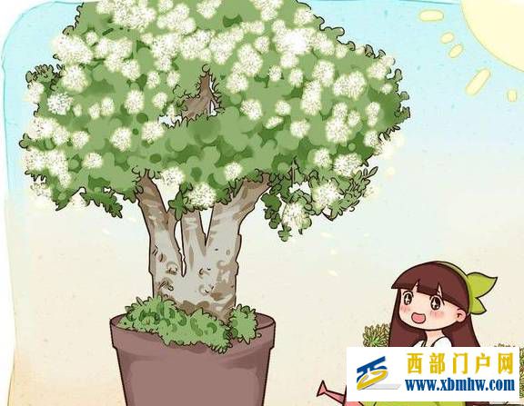 玉樹這樣養，棵棵葉肥枝壯，長成真正的玉樹臨風(圖1)