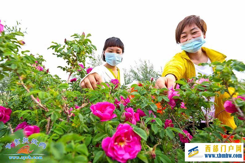 祁連山下千畝花飄香張掖山丹玫瑰附加產(chǎn)品熱銷(xiāo)北上廣(圖1)