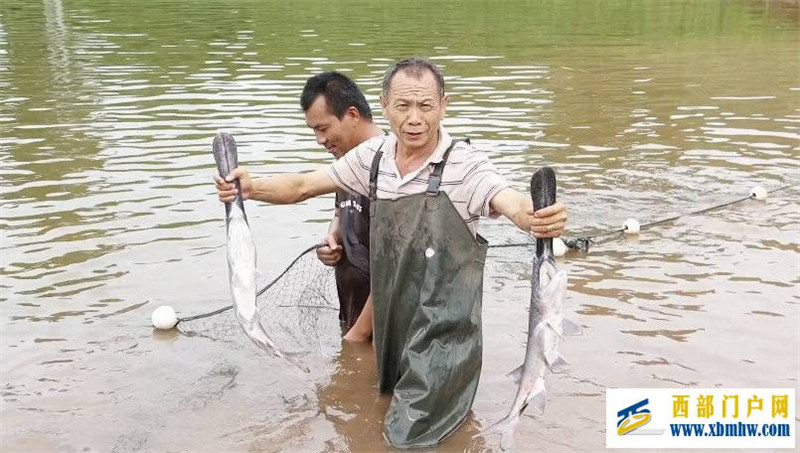 長著“鴨嘴”的魚你吃過嗎？內(nèi)江資中就有一個(gè)鴨嘴魚養(yǎng)殖基地(圖1)