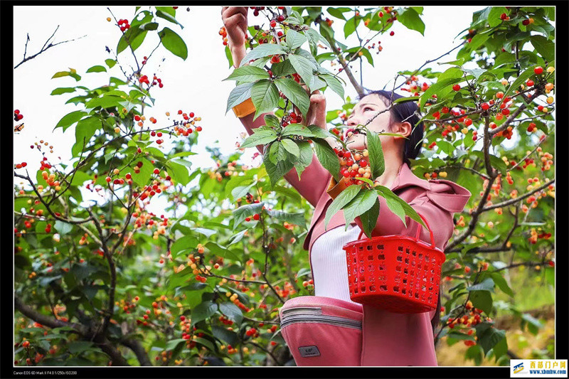 璧山櫻桃紅滿枝采摘游玩正當時(圖1)