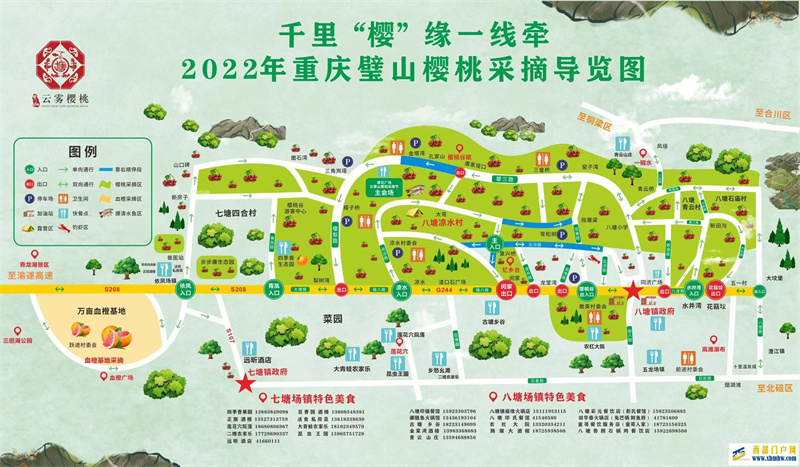 璧山櫻桃紅滿枝采摘游玩正當時(圖3)