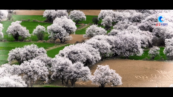 桃花映雪峰，這里是西藏波密！(圖1)