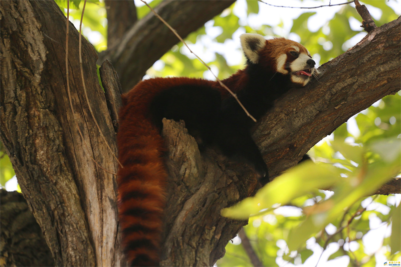 秦嶺野生動(dòng)物園：西安持續(xù)高溫大小熊貓花式解暑(圖1)