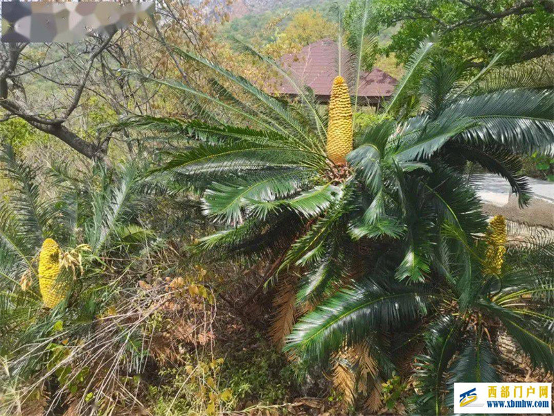 速來圍觀！又到攀枝花蘇鐵開花季(圖1)