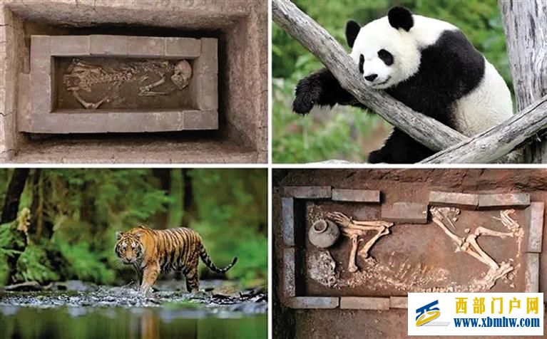 中國唯一 漢文帝霸陵動物殉葬坑入選2023世界十大考古發現(圖1)