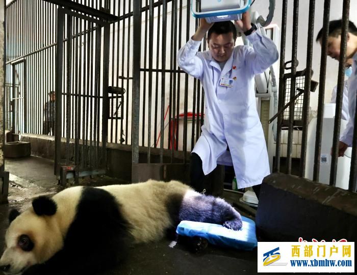 重慶大熊貓軟組織損傷 動物園借助園外醫療設備聯合醫療專家會診(圖3)