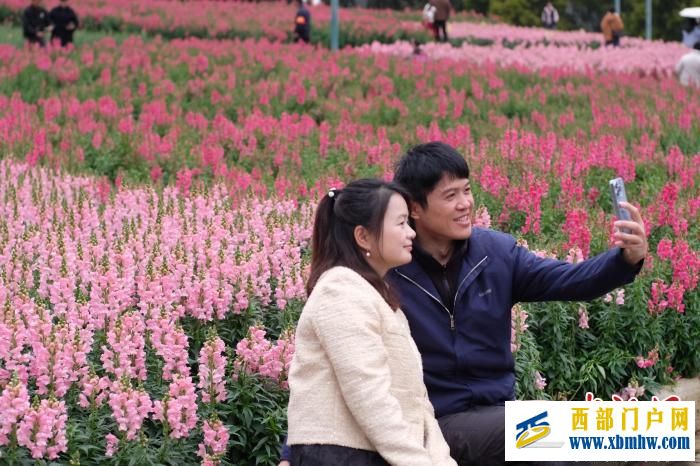 廣西柳州：“龍頭花”盛放 民眾沉浸粉色“海洋”(圖5)