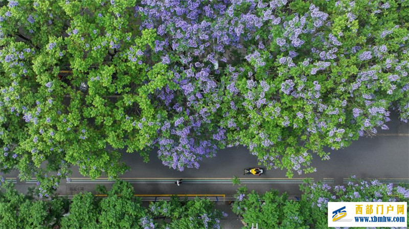 四川遂寧：藍花楹扮靚城市(圖1)