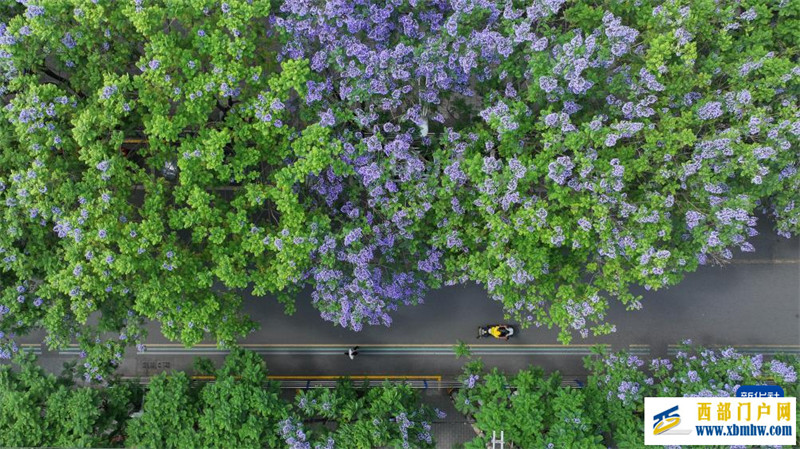 四川遂寧：藍花楹扮靚城市(圖4)