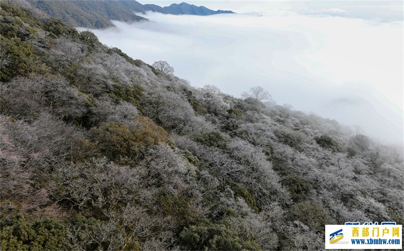 貴州梵凈山：春日云海霧凇如畫卷(圖7)